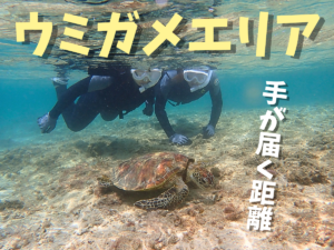 自然体験ジョン万パーク 天然水族感 ウミガメ
