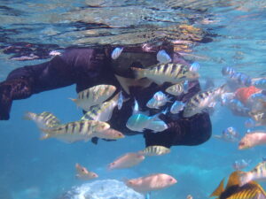 ウミガメと出会える天然水族感ツアー