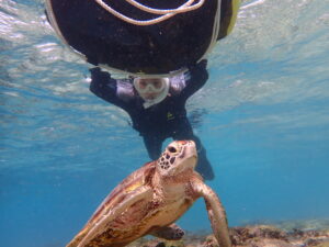 天然水族感ウミガメ