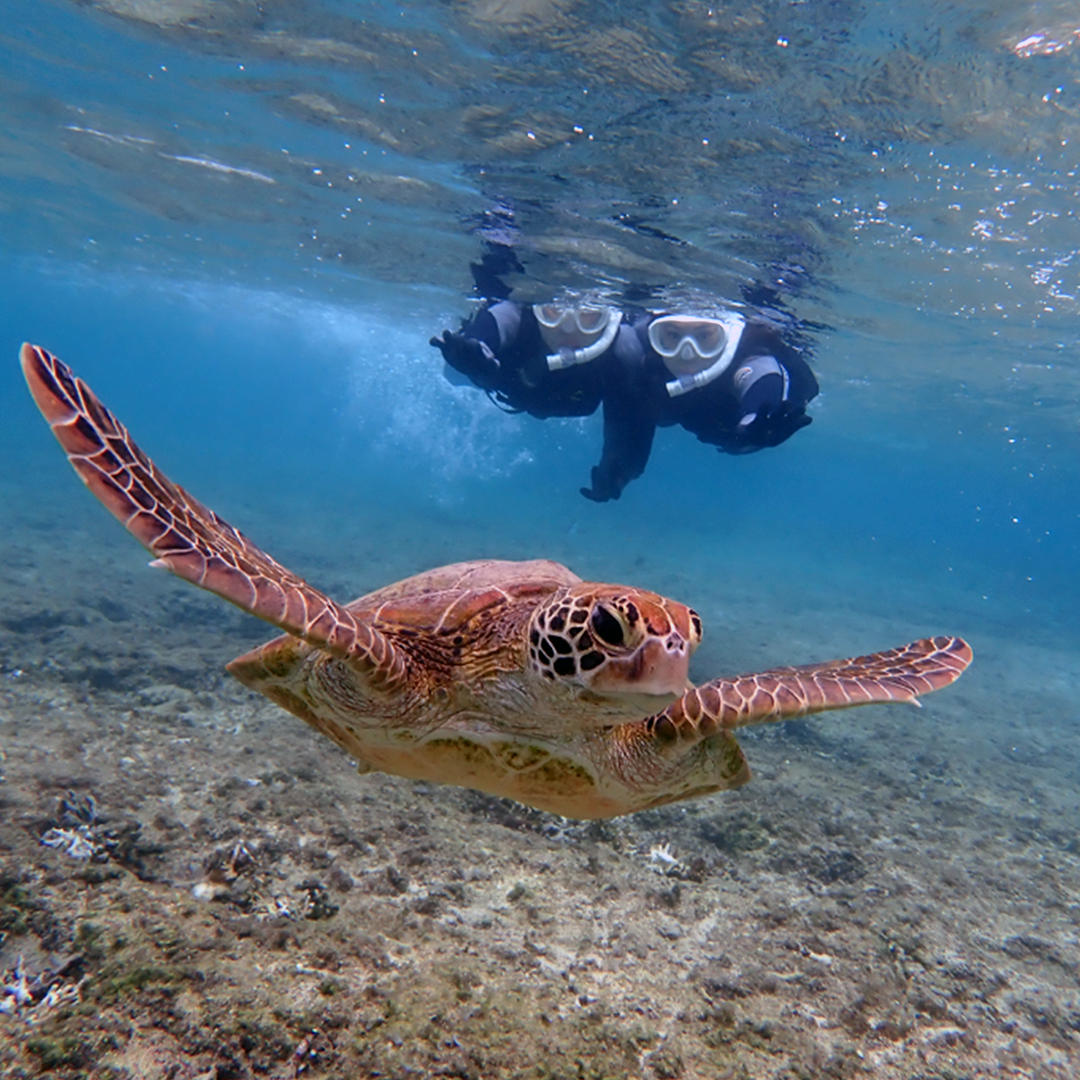 天然水族感ウミガメ