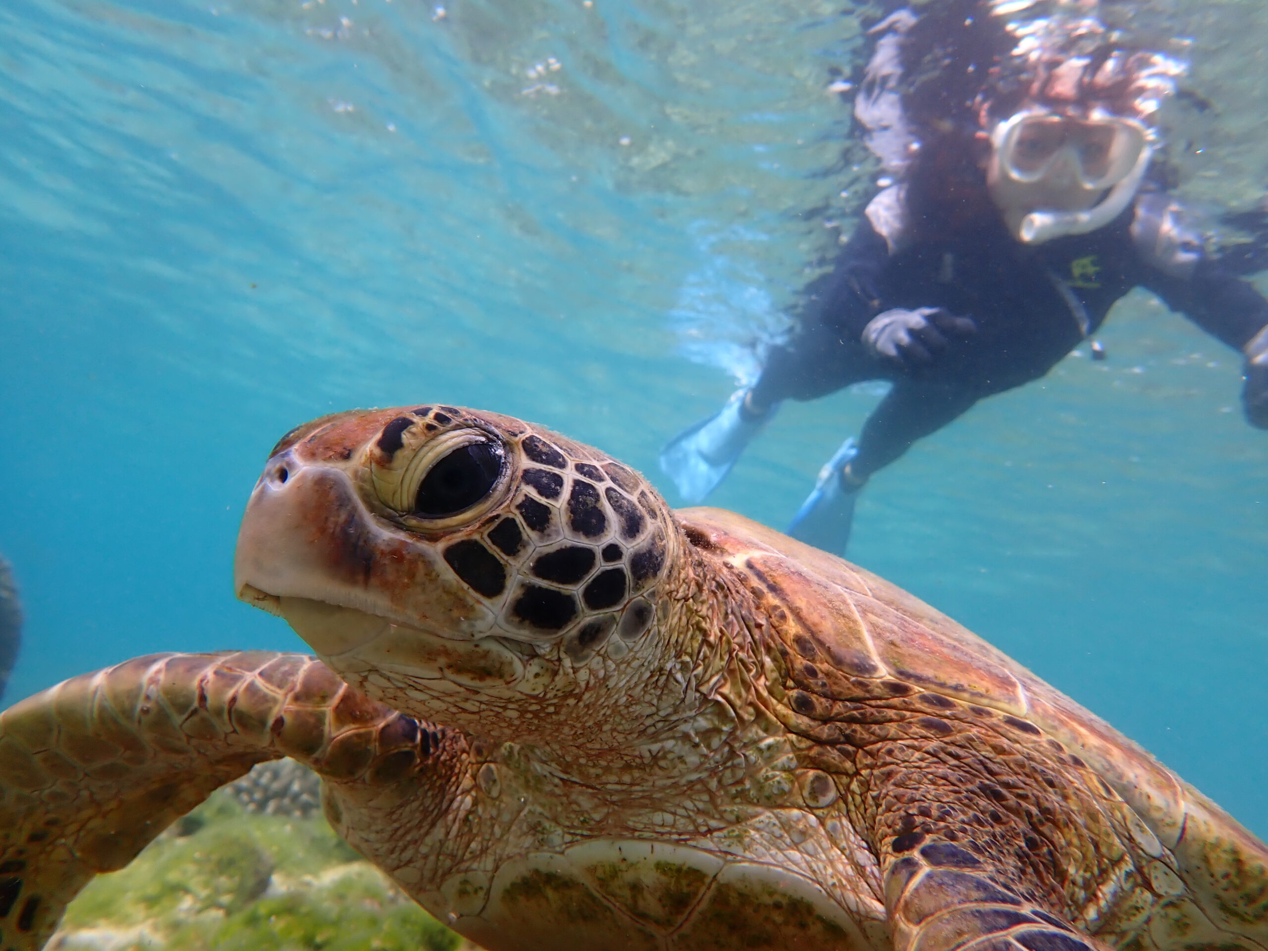 天然水族感ウミガメ