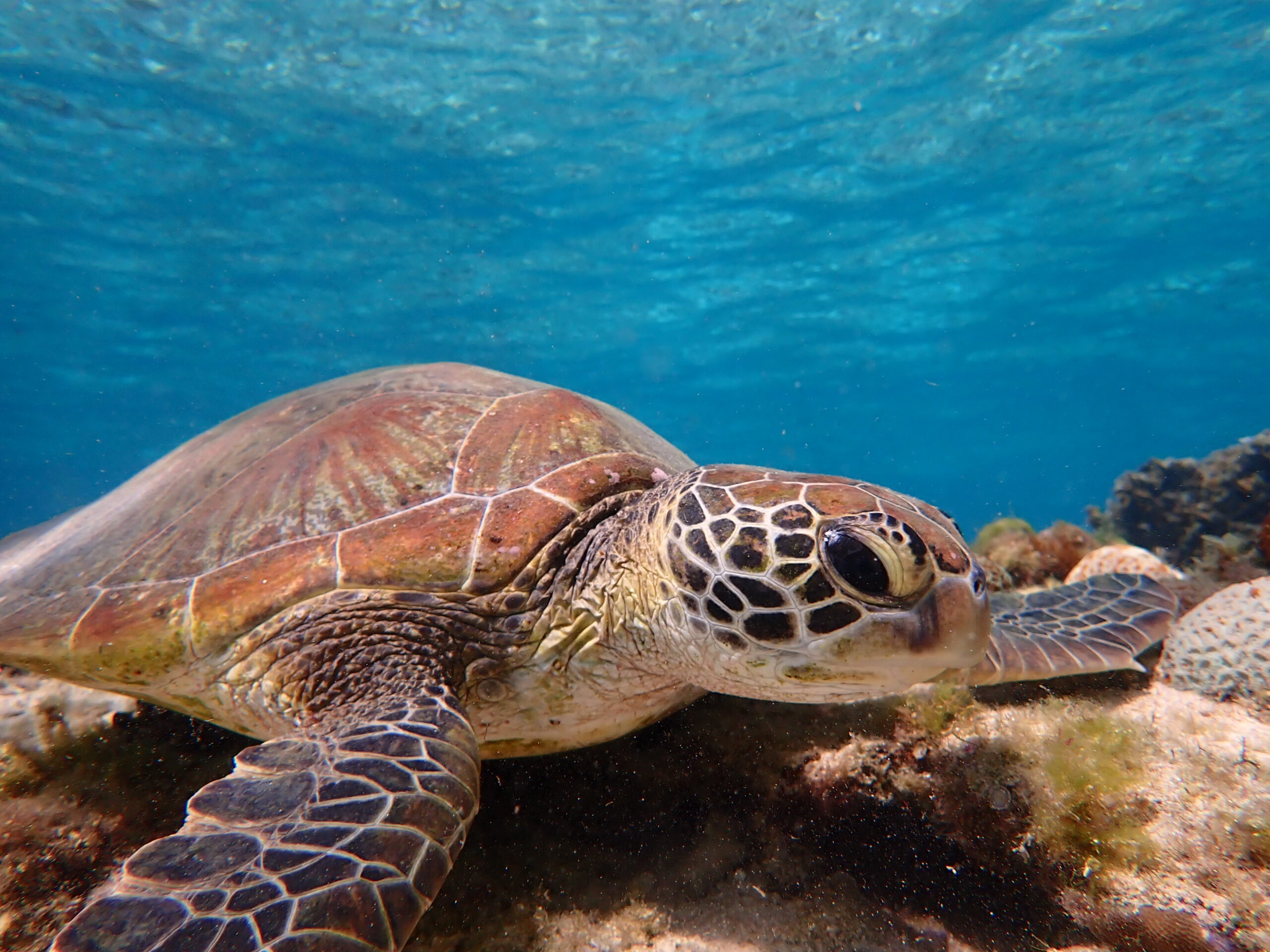 天然水族感ウミガメ