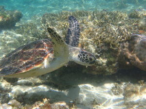 ジョン万ビーチ 天然水族感