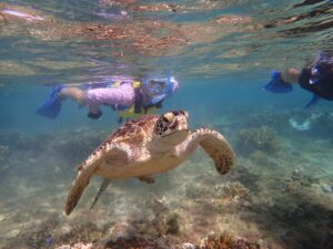 自然体験天然水族感ツアーウミガメと泳ぐ