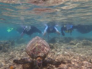 天然水族感のウミガメは近い