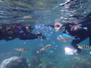 自然体験パーク天然水族感 大度海岸ジョン万ビーチ 色とりどりの魚達