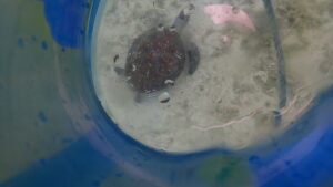 ジョン万ビーチ 天然水族感