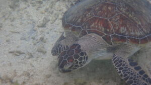 ジョン万ビーチ 天然水族感