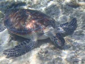自然体験ジョン万パーク 天然水族感