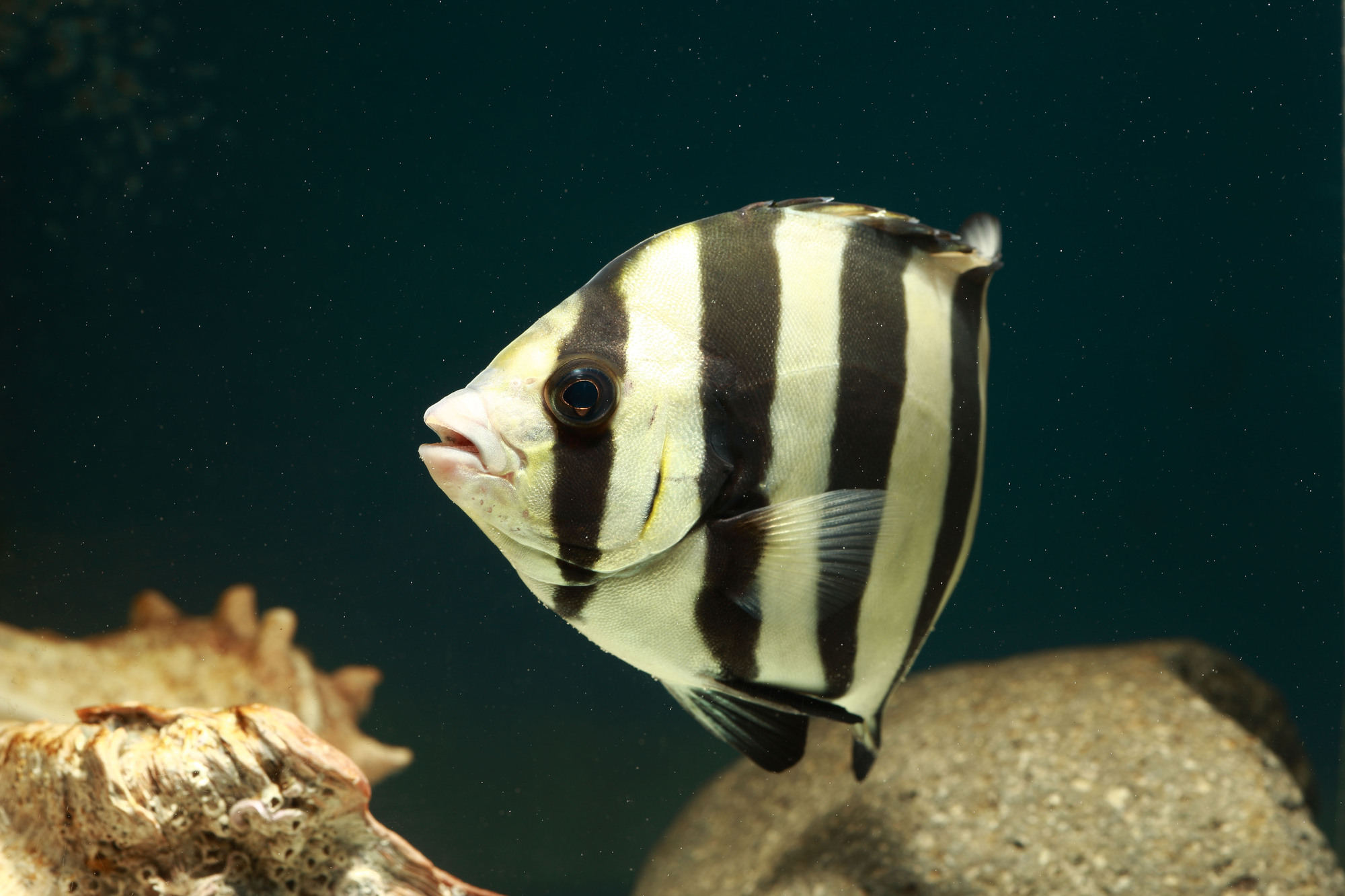 ジョン万ビーチ天然水族感魚カモフラーシュ
