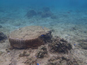 自然体験ジョン万パーク 天然水族感 1人参加
