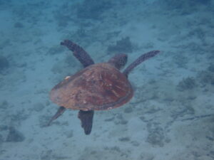 自然体験ジョン万パーク 天然水族感 1人参加