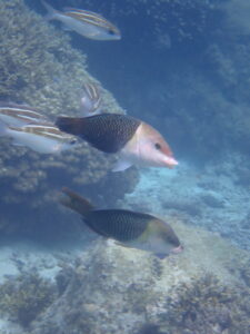 自然体験ジョン万パーク 天然水族感 30代1人参加