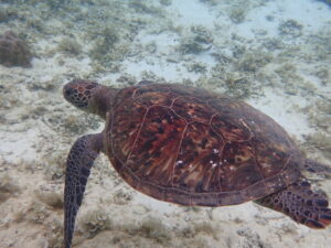 自然体験ジョン万パーク 天然水族感 家族 初海
