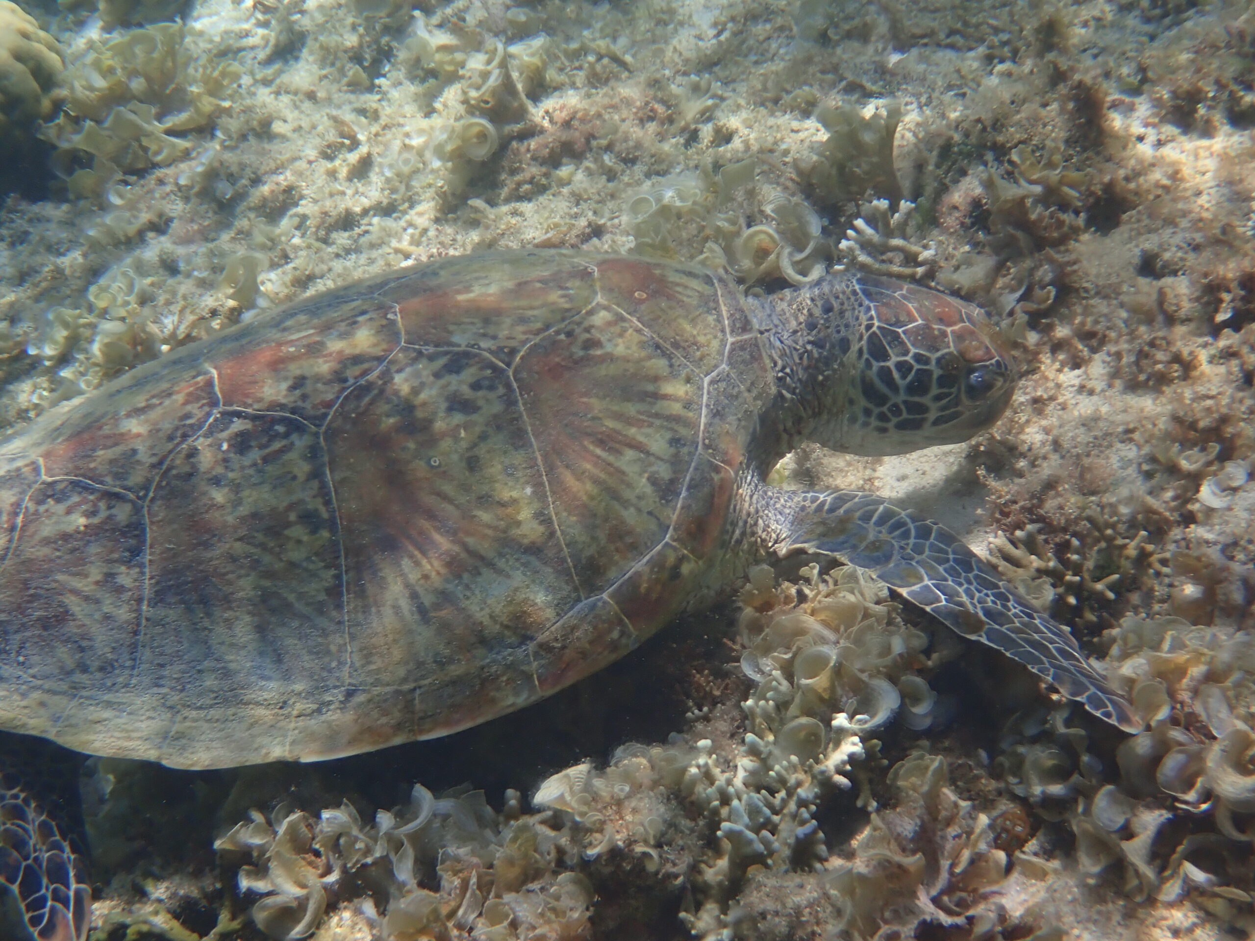 自然体験ジョン万パーク 天然水族感 リピーター