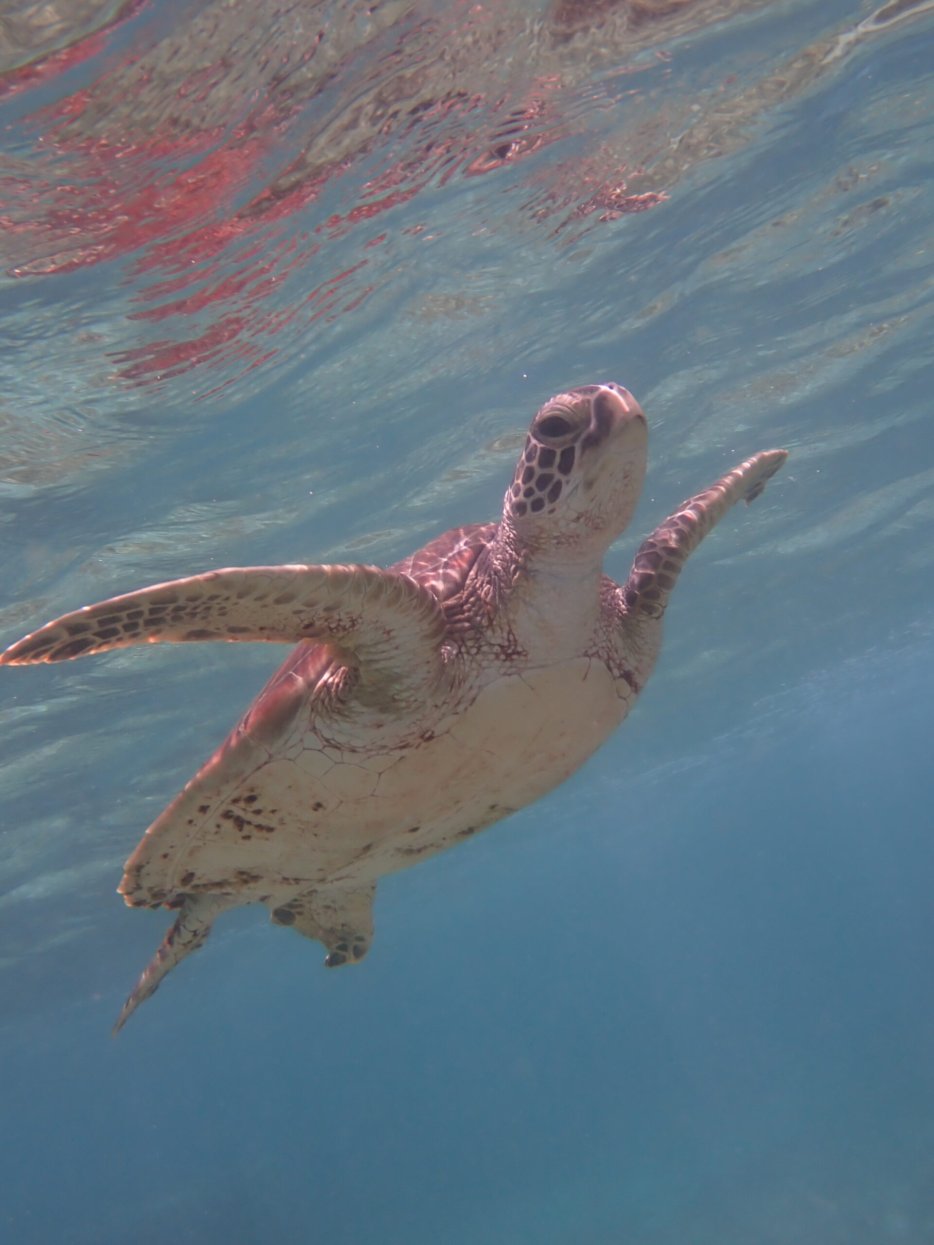 自然体験ジョン万パーク 天然水族感 ウミガメ