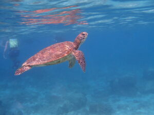 自然体験ジョン万パーク 天然水族感 4歳女の子