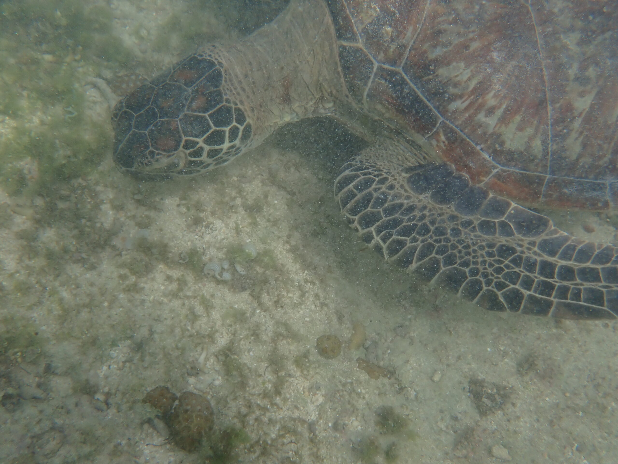 自然体験ジョン万パーク 天然水族感 ウミガメ