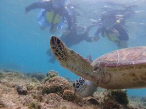 自然体験ジョン万パーク 天然水族感 ウミガメさんと記念撮影