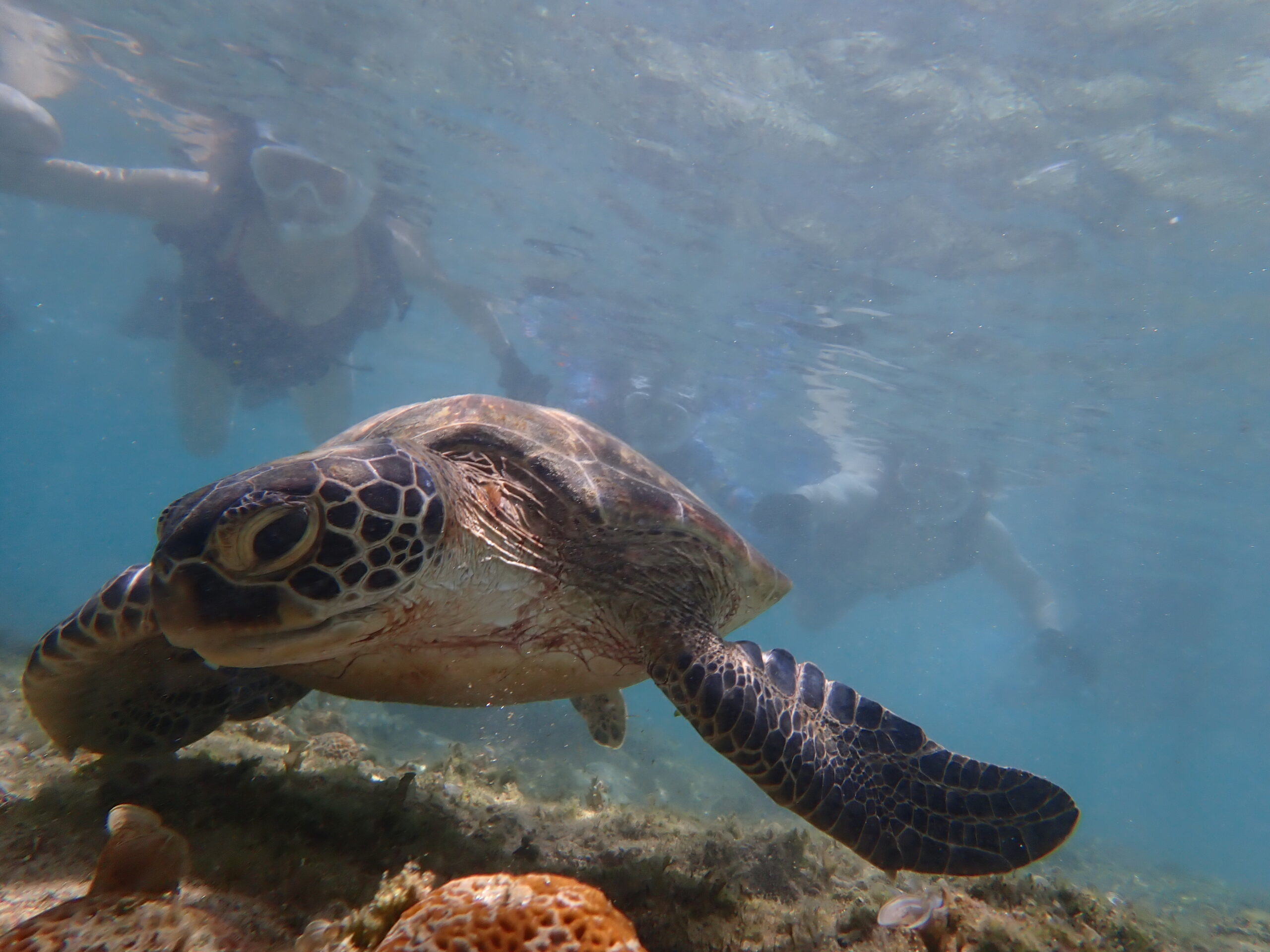 自然体験ジョン万パーク 天然水族感 ウミガメ