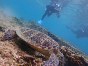 自然体験ジョン万パーク 天然水族感 ウミガメさんと記念撮影