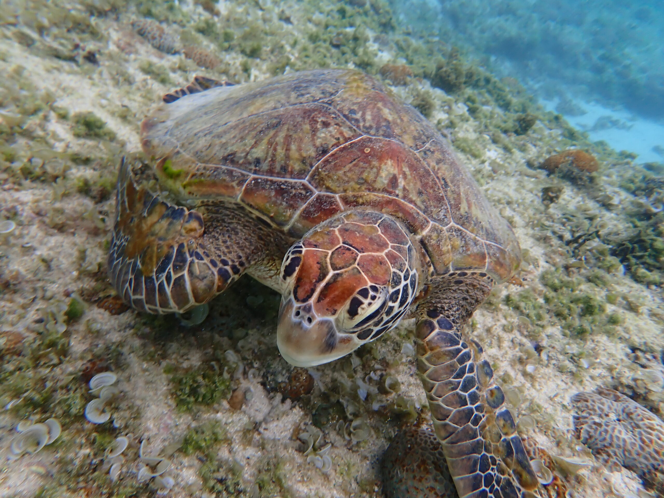 自然体験ジョン万パーク 天然水族感 ウミガメ