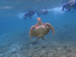 自然体験ジョン万パーク 天然水族感 ウミガメ
