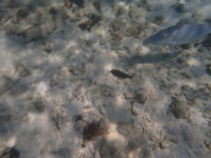 自然体験ジョン万パーク 天然水族感 タイ