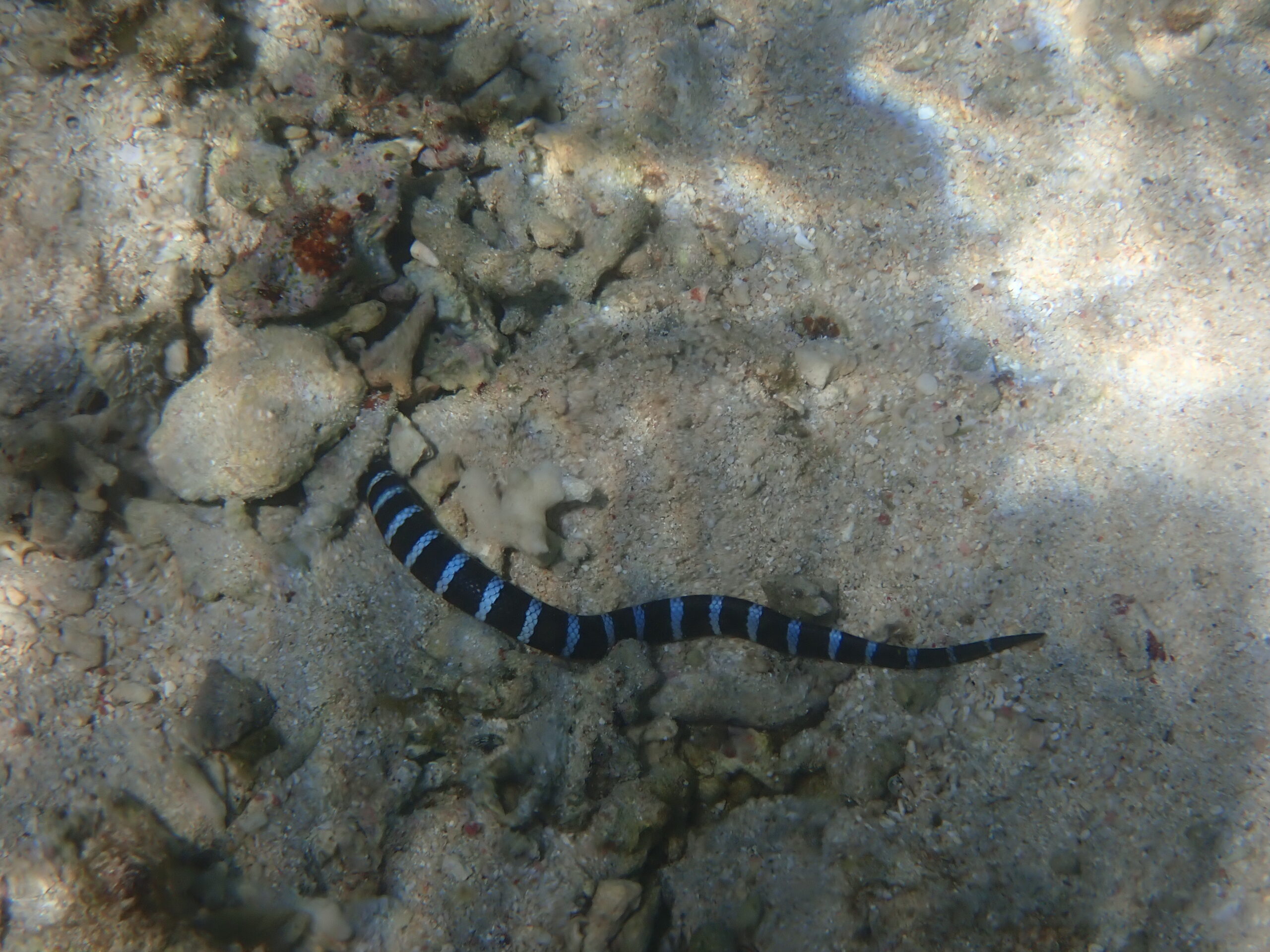 自然体験ジョン万パーク 天然水族感 ウミガメ