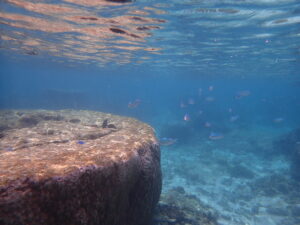 自然体験ジョン万パーク 天然水族感 ツアー風景