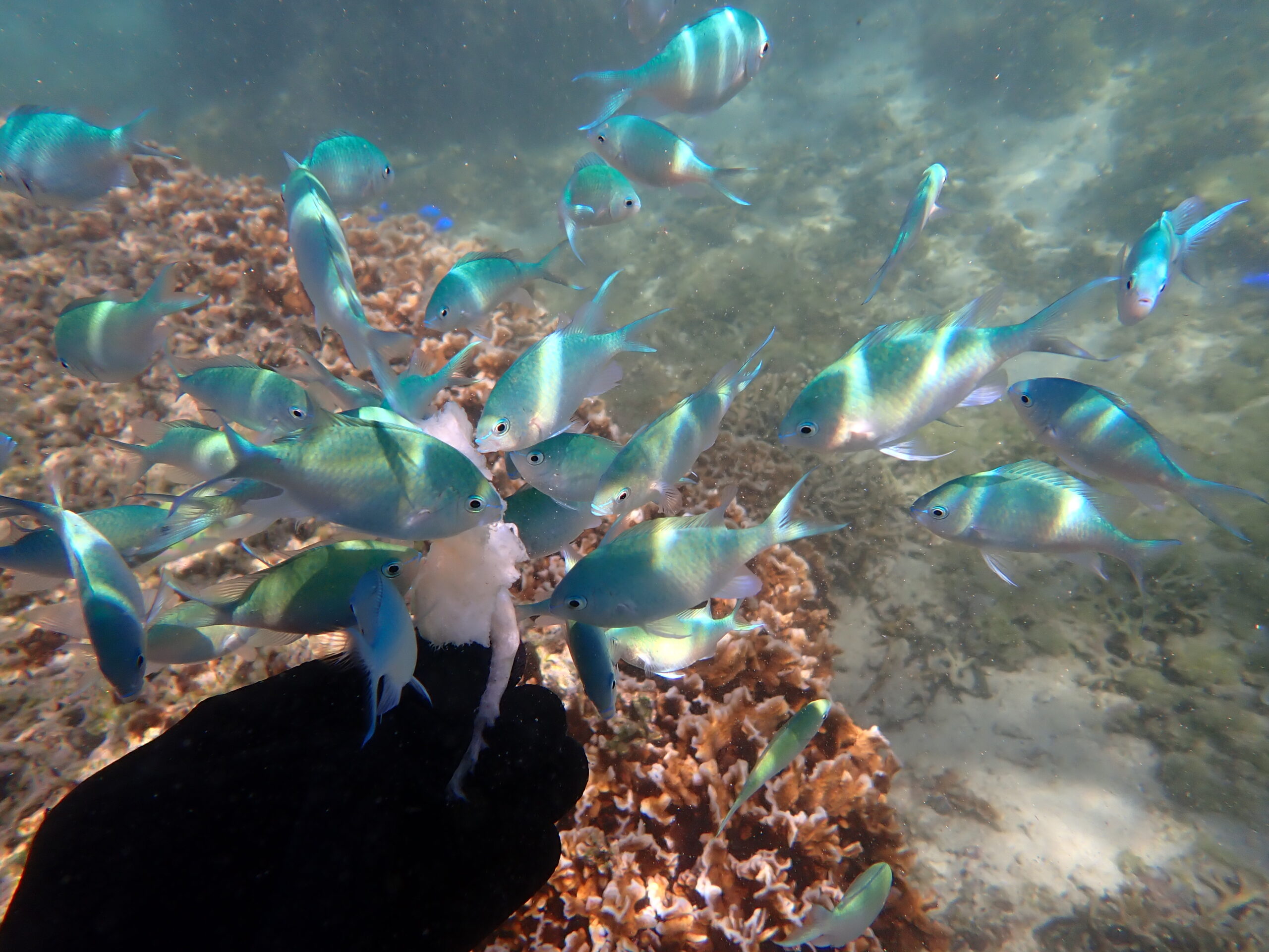 自然体験ジョン万パーク 天然水族感 お魚触れ合い体験