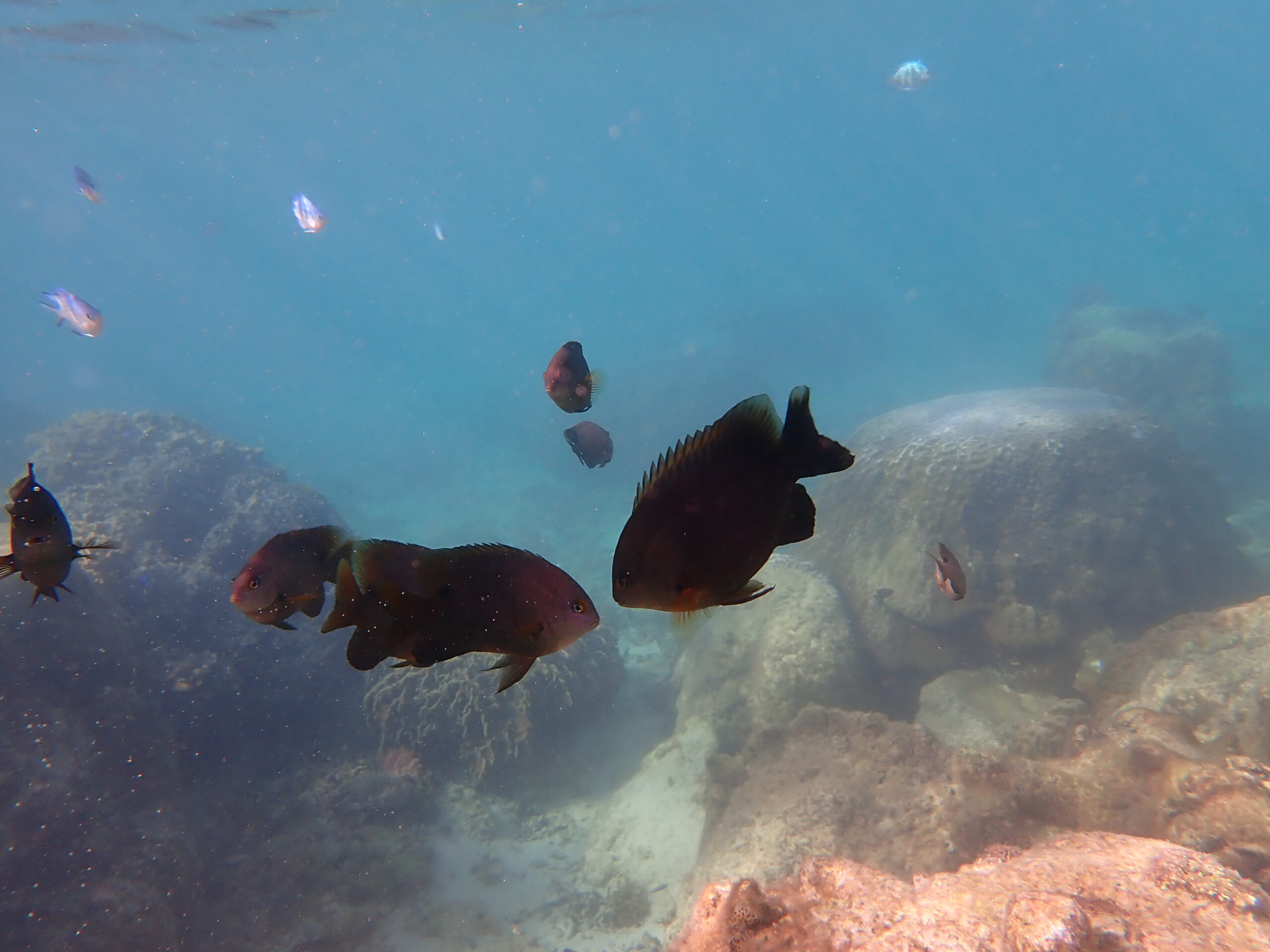 自然体験ジョン万パーク 天然水族感