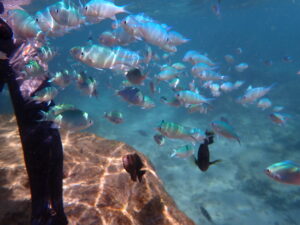 自然体験ジョン万パーク 天然水族感