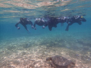 自然体験ジョン万パーク 天然水族感 ウミガメ