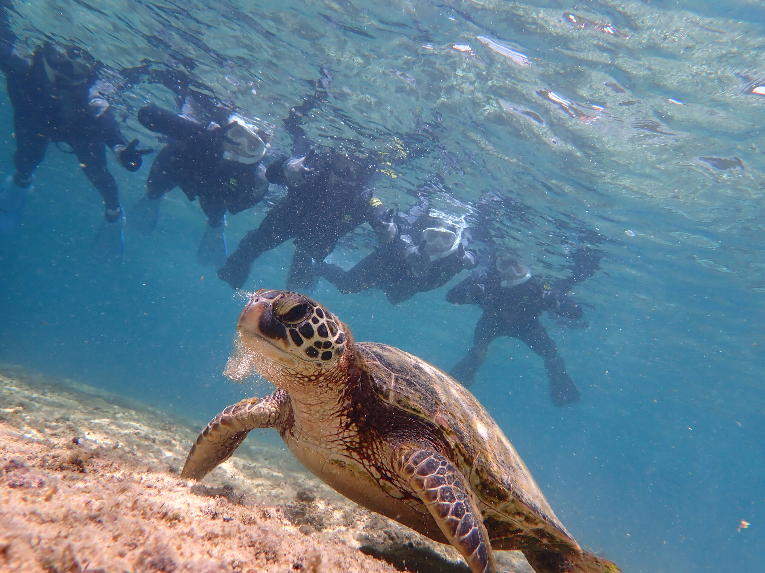 自然体験ジョン万パーク 天然水族感 ウミガメ