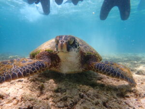 自然体験ジョン万パーク 天然水族感 ウミガメ