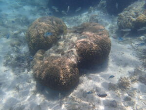 自然体験ジョン万パーク 天然水族感