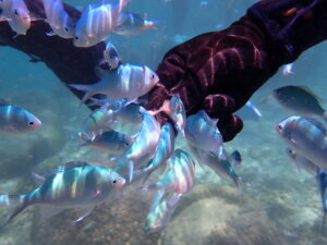 自然体験ジョン万パーク 天然水族感