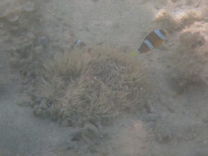 自然体験ジョン万パーク 天然水族感