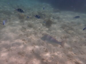 自然体験ジョン万パーク 天然水族感