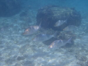 自然体験ジョン万パーク 天然水族感 生物