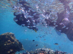 自然体験ジョン万パーク 天然水族感 生物