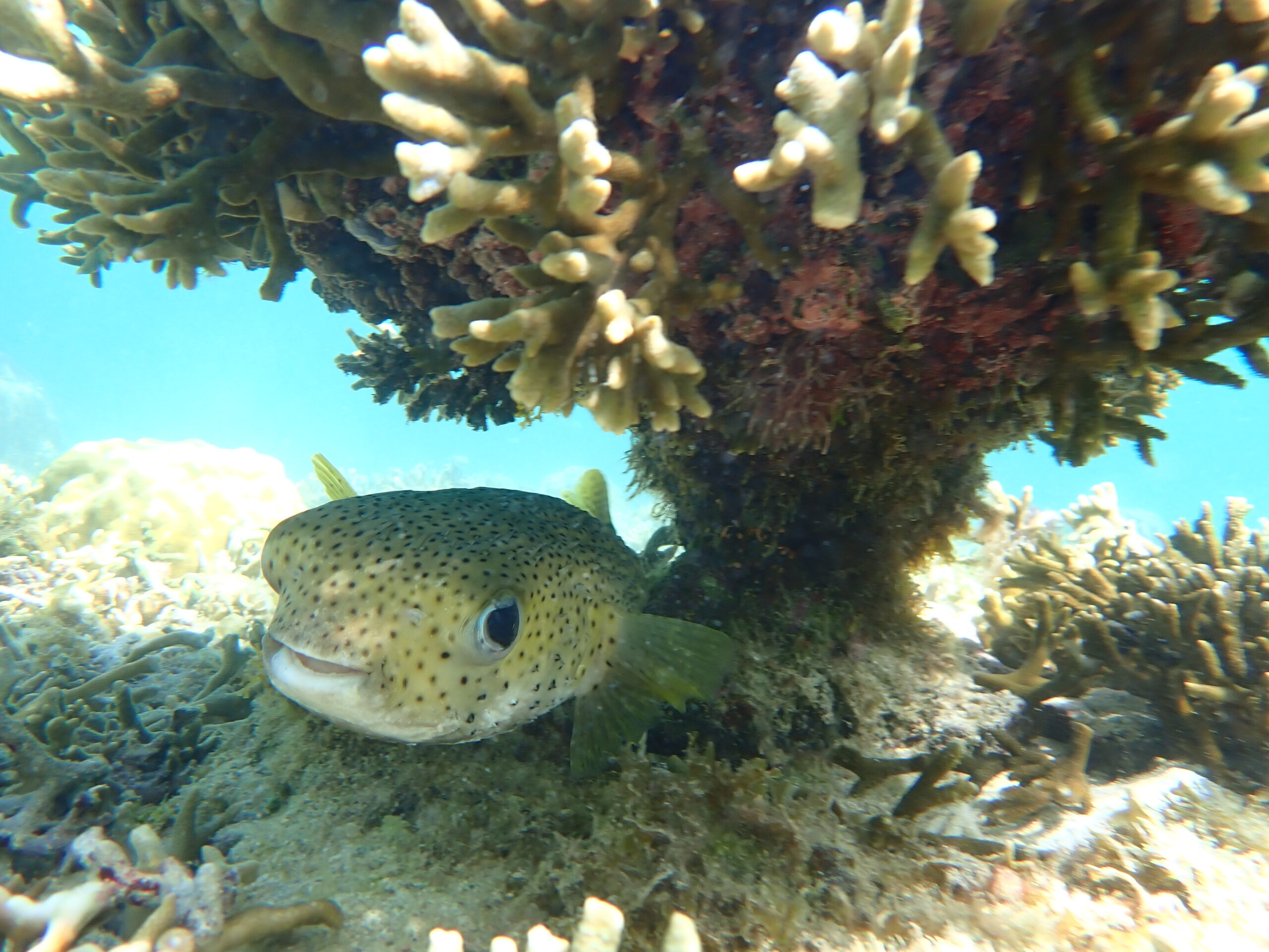 自然体験ジョン万パーク 天然水族感 生物