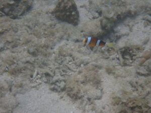 自然体験ジョン万パーク 天然水族感 生物