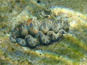 自然体験ジョン万パーク 天然水族感 生物