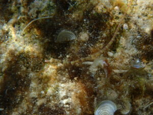 自然体験ジョン万パーク 天然水族感 生物