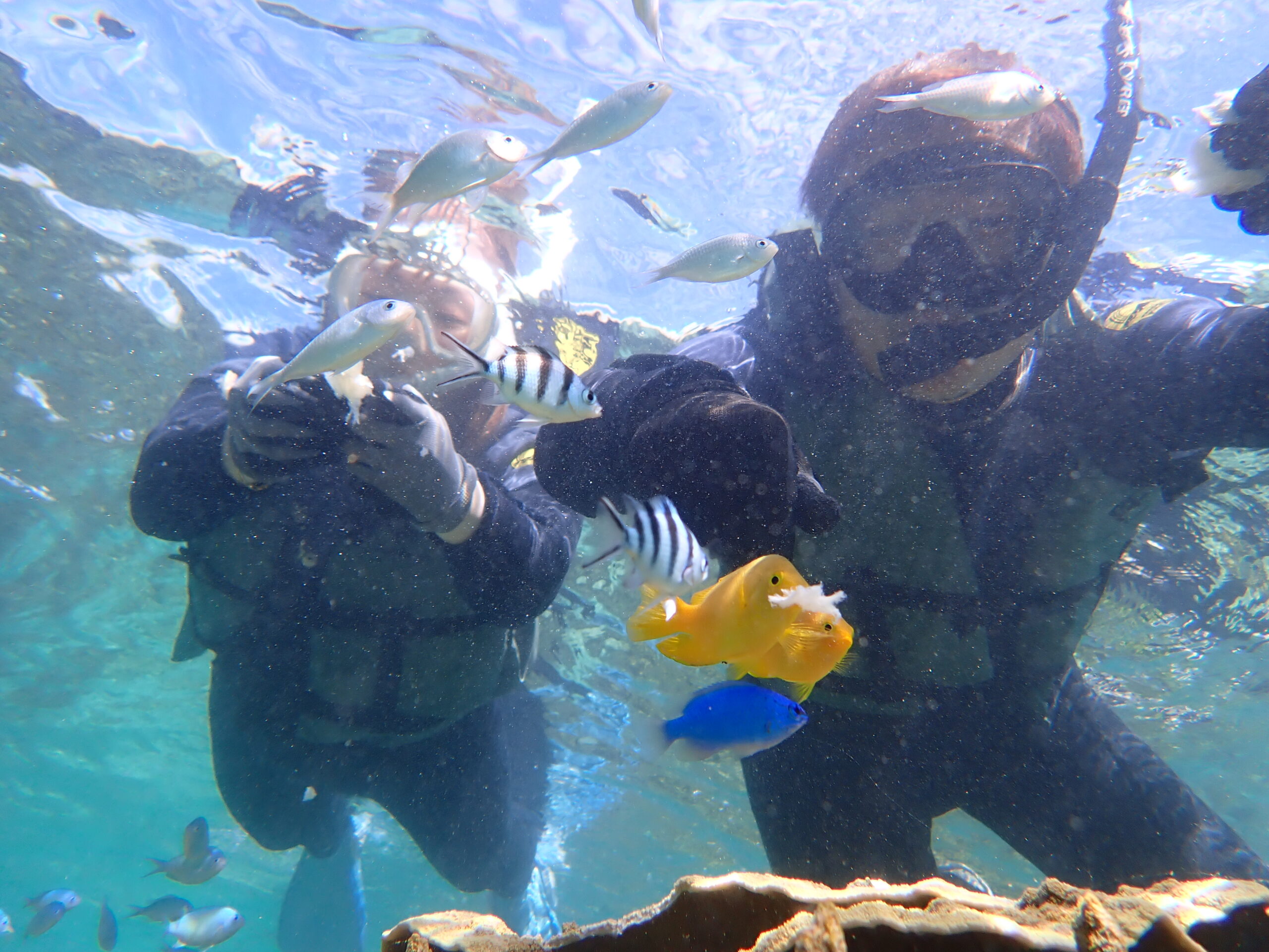 自然体験ジョン万パーク 天然水族感 ツアー風景