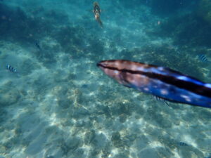自然体験ジョン万パーク 天然水族感