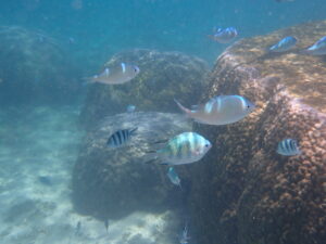 自然体験ジョン万パーク 天然水族感