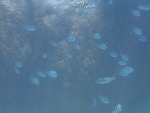 自然体験ジョン万パーク 天然水族感